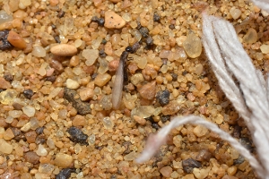 Subterranean Termite Alate