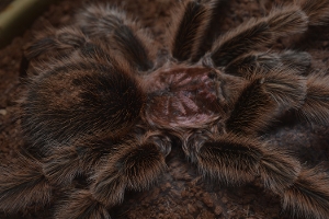 Tarantula