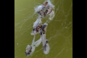 Termite Alates in Spiderweb