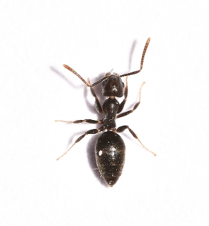 White Footed Ant