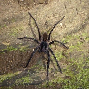 Wolf Spider