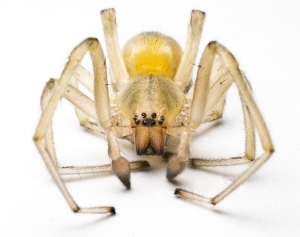 Yellow Sac Spider